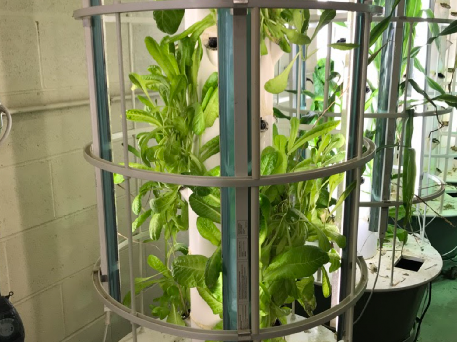 Hydroponics at LR