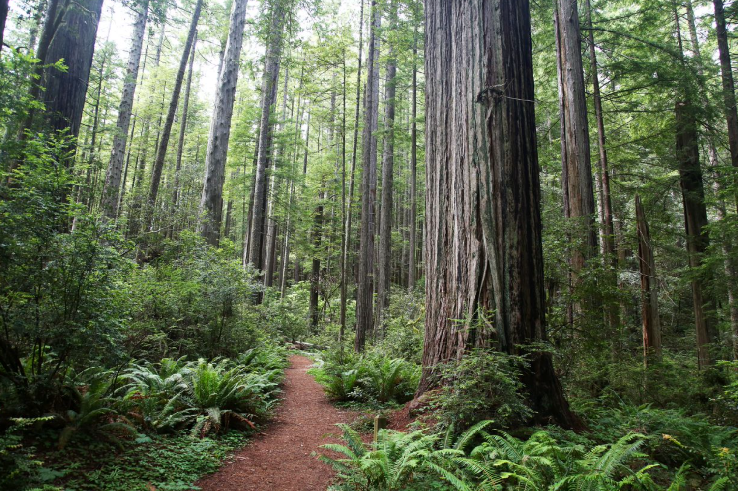 Wild Tree Review